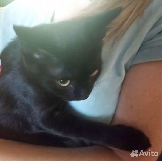 Котик-подросток. Доставка