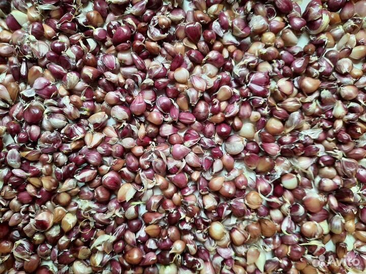 Семена (бульбочки), севок озимого чеснока Любаша