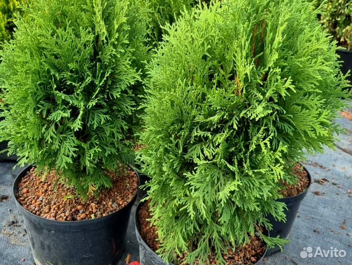 Черенки туи смарагд