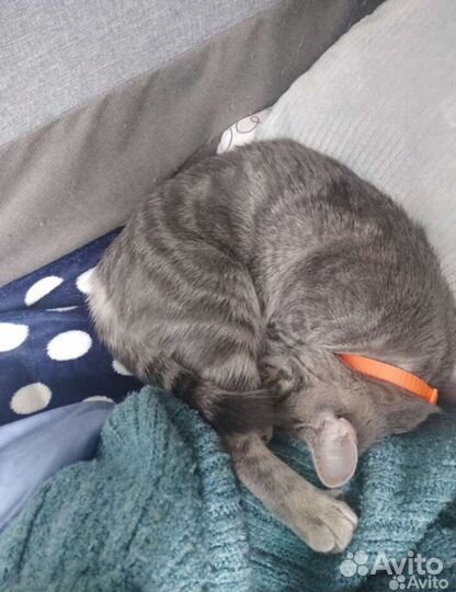 Ищем дом кошечке