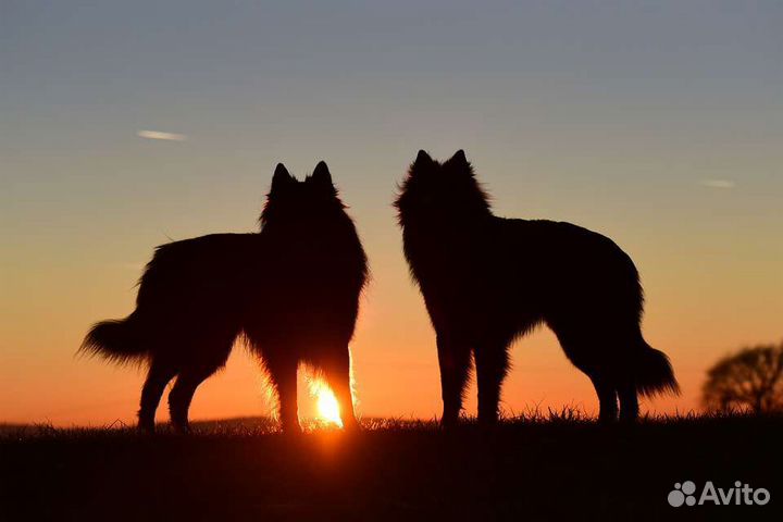 Два солнышка