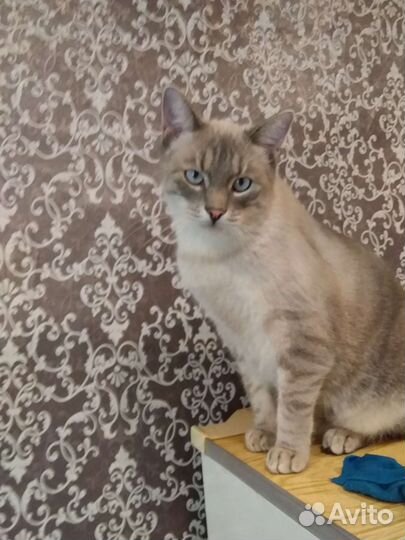 Британские котята
