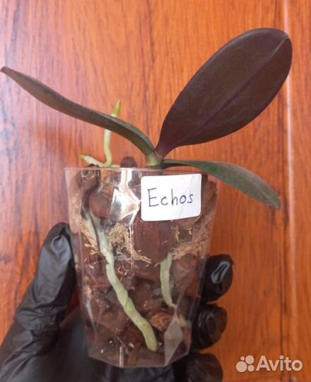 Орхидея фаленопсис