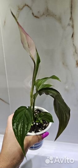 Спатифиллум беллини розовый