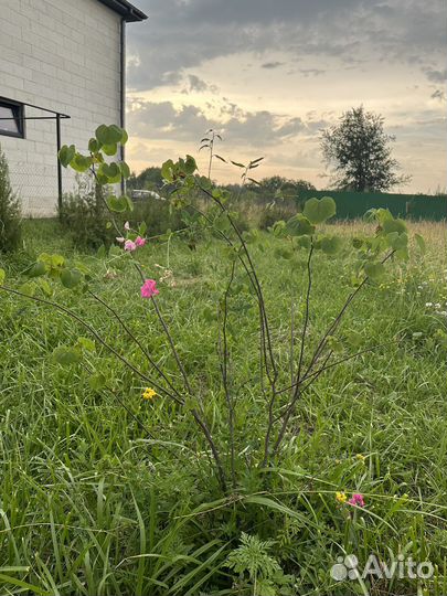 Церсис многоствольный 1,5м и 1м