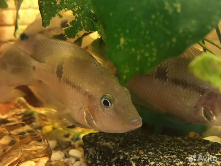 Цихлазома Мекка