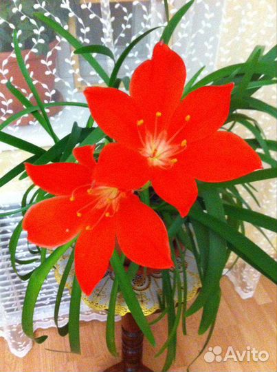 Гиппеаструм (амариллис)