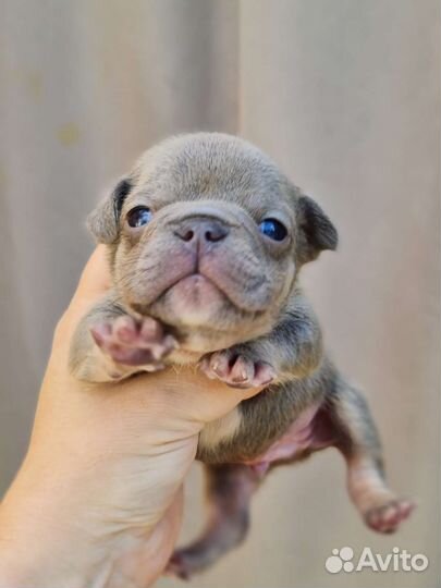 Фоанцузкий бульдог цветной мальчик