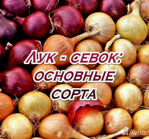 Лук севок Оптом