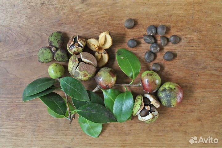 Камелия Японская, семена