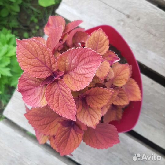 Колеусы вегетативные укорененные