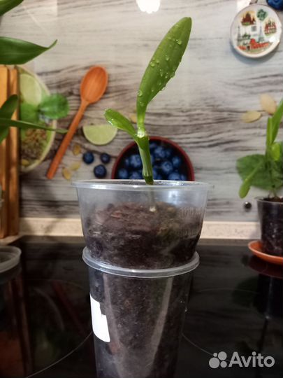 Орхидея дендробиум