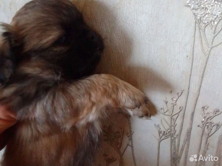 Щенки пекинеса