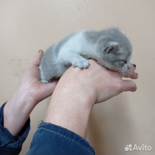 Кошки в добрые руки бесплатно