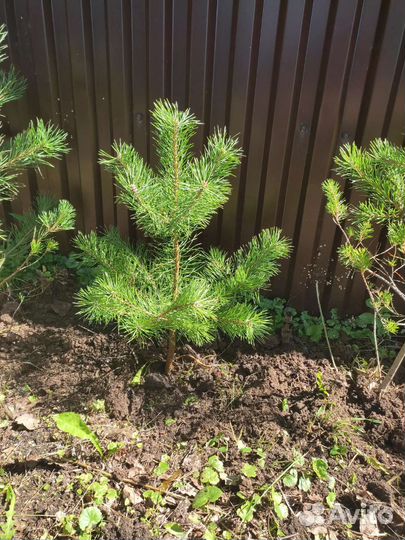 Сосна обыкновенная