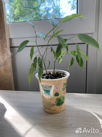 Фикус Бенджамина