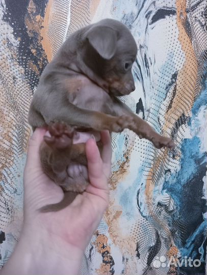 Той терьеры лилового окраса