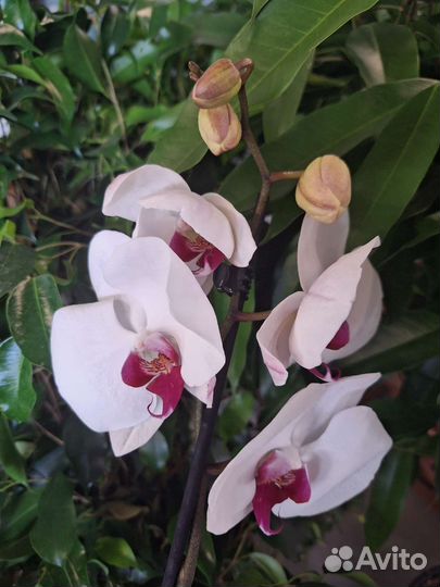 Сортовые орхидеи фаленопсисы