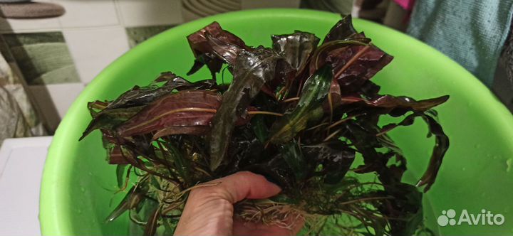 Аквариумные растения