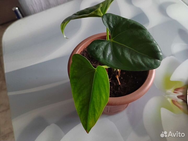 Антуриуммужское счастье скоро зацветет