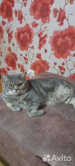 Кот для вязки