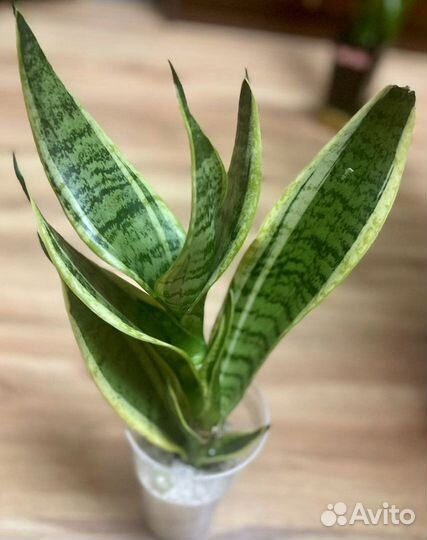 Сансевиерия