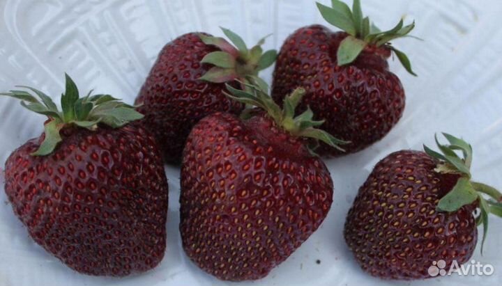 Саженцы клубники сорта (Black Swan) Черный Лебедь