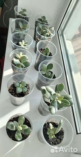 Денежное дерево