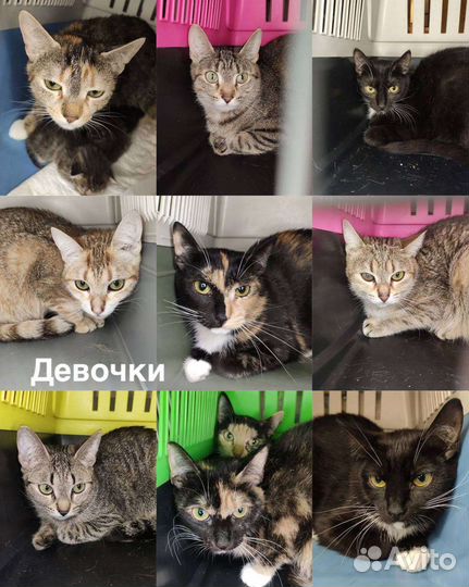 Коты бесплатно, кошка в добрые руки