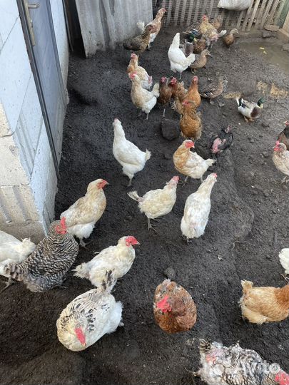 Куры несушки