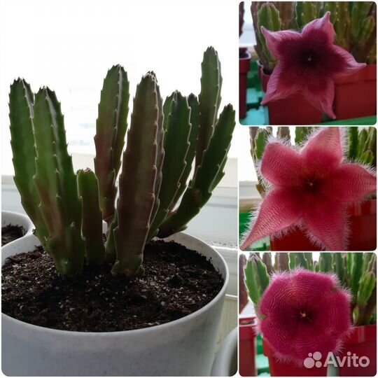 Комнатные растения