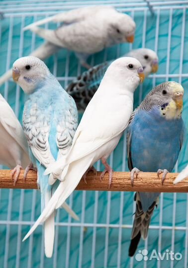 Попугай волнистый