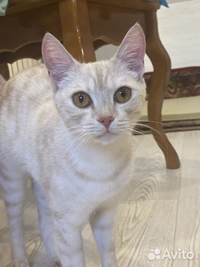 Красавица кошка