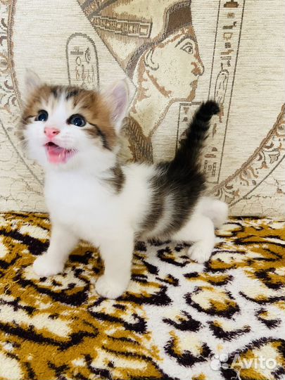 Сибирские котята