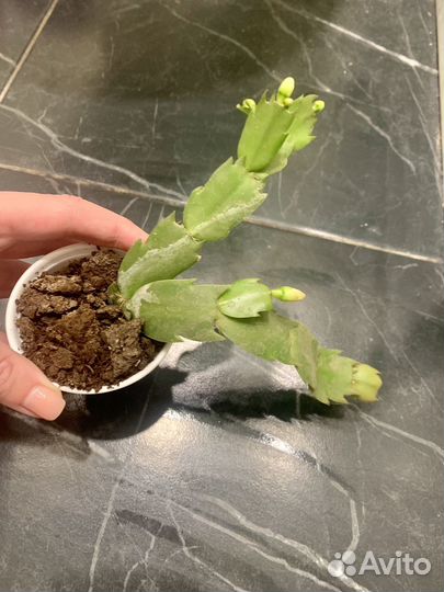 Декабрист желтый