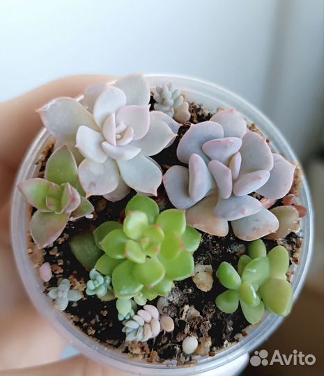 Суккуленты набор