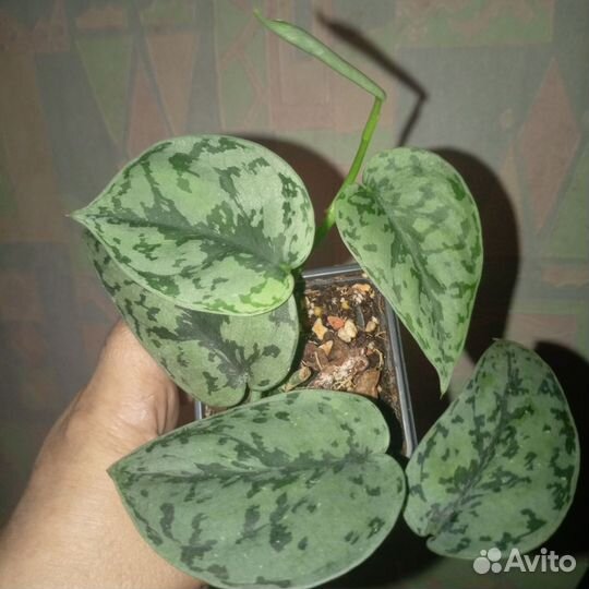 Сциндапсусы взрослые