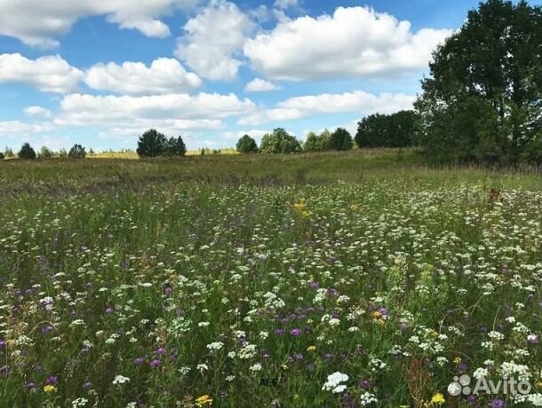 Мёд 24 года Алтайский опт