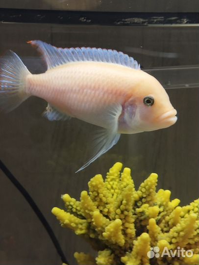 Рыбки Цихлиды зебра красная