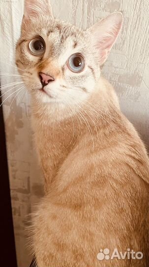 Кошка вязка тайска