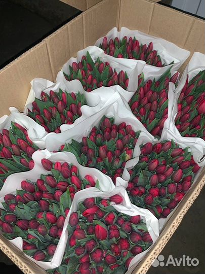 Тюльпаны: розница и опт