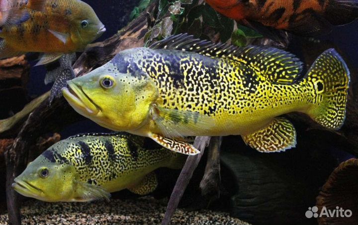 Американская цихлазома