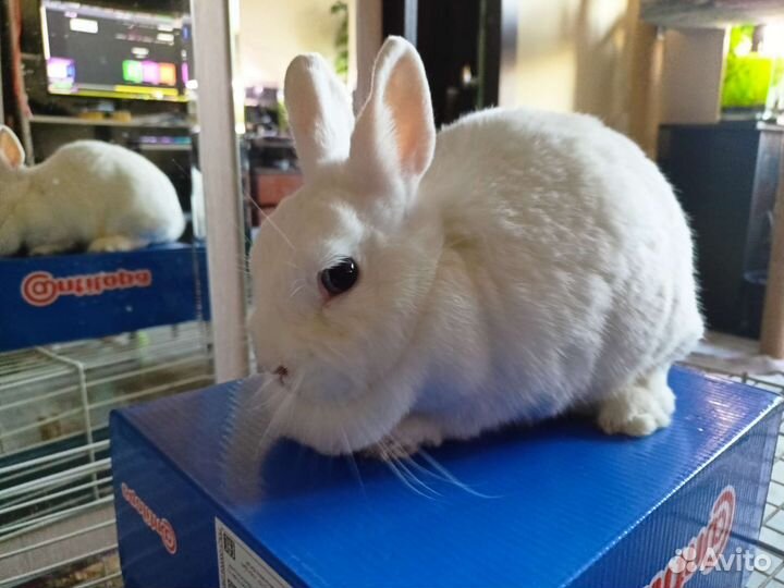 Кролики Гермелин пара