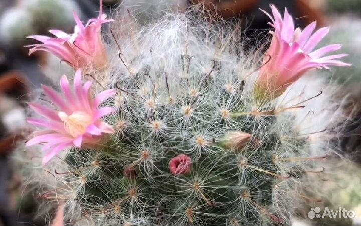 Маммиллярия семена