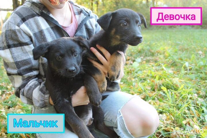 Собака в добрые руки щенки