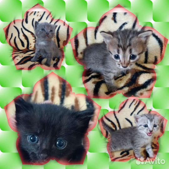 Кошки в добрые руки