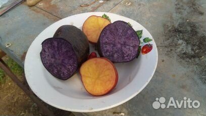 Картофель фиолетовый
