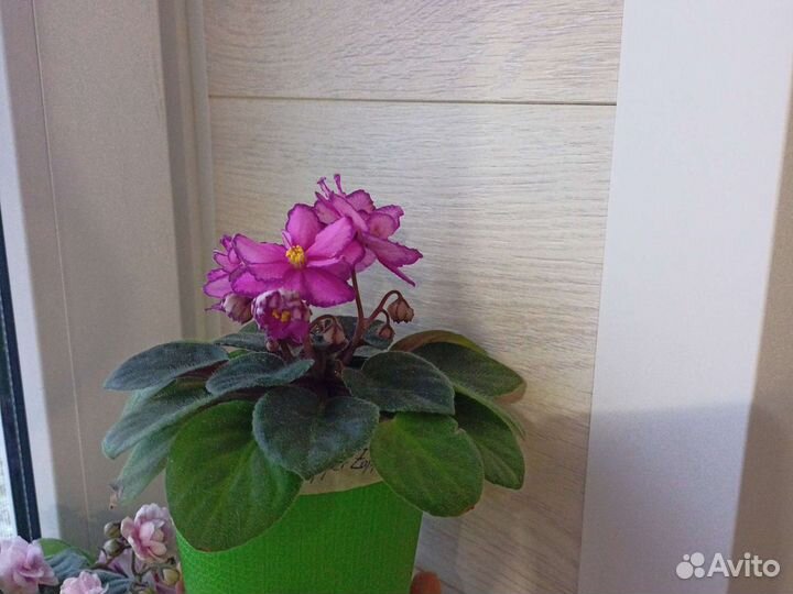 Детка фиалки Robs Zipper Zapper