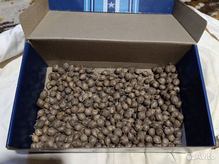 Семена чеснока