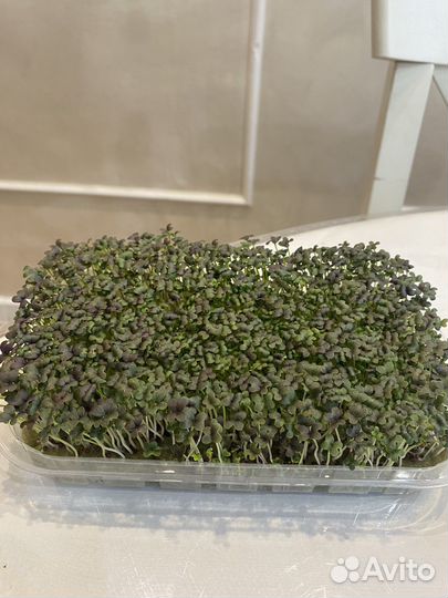 Микрозелень